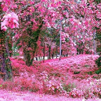 PINK GARDEN