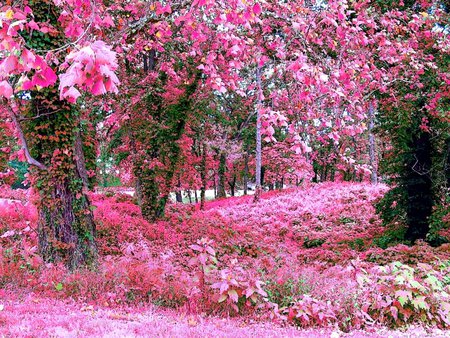 PINK GARDEN - trees, garden, forest, pink, leaves