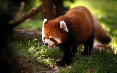 Summer - wildlife, animal, walk, grass