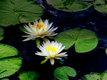 water lilies