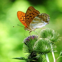 On a thistle