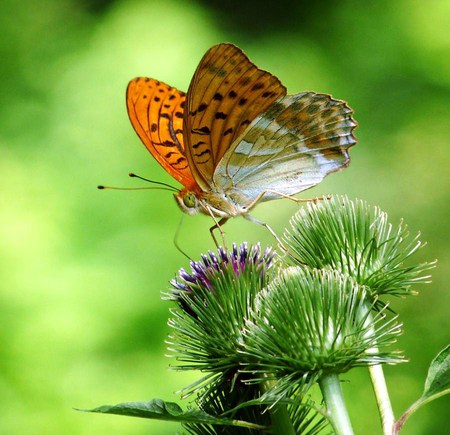 On a thistle - white, butterfly, black, orange, thistle