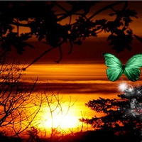 Sunrise Butterfly