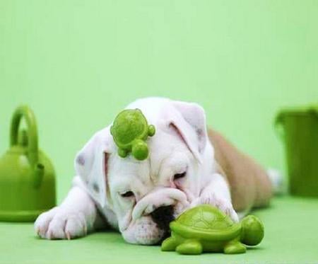 Bull and turtles - turtles, white, bull dog, green, brown, toys, puppy