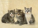 3 kitten