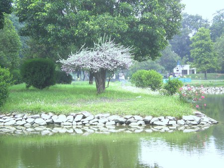 Flowering plant - nature, flowers, flowering plant, park in lahore