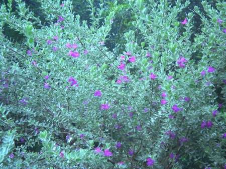 Flowering plant - flowers, flowering plant, nature