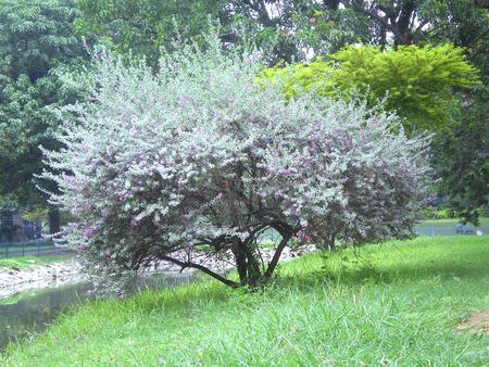 Flowering tree - flowers, flowering tree, nature