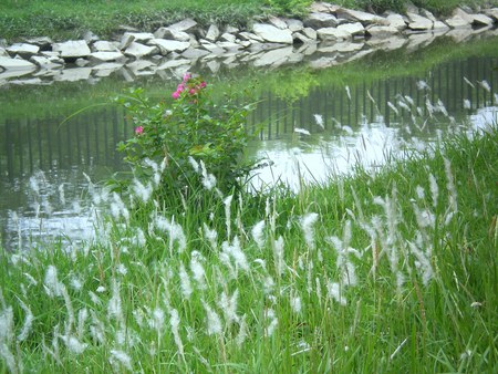 Flowers and weeds - flowers, weeds, nature