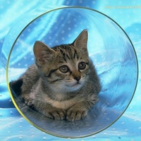 Grey kitten on blue