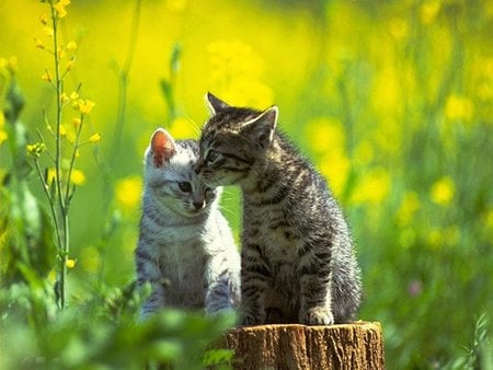 Sweet kittens in forest - flower, forest, kitten, cat, grass