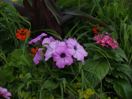 purple flowers - flowers, basket, boquet, purple, plants