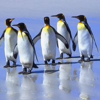 5 king pinguins