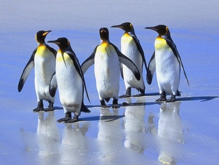 5 king pinguins - life, animal, pinguin, walk