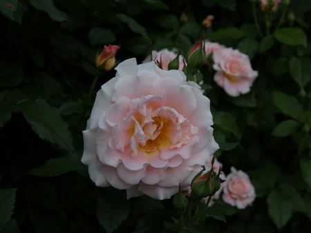 White flowers - pot, flowers, roses, basket, boquet, white