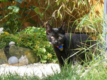 Midnight's first time in garden - garden, pond, black, kitten, rockery, grass