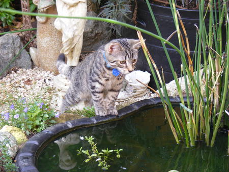 What is all this? - water, kitten, pond, tabby, plants