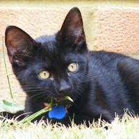 mmm grass i think it is nom nom