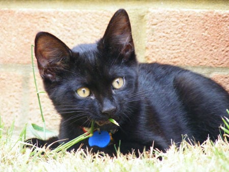 mmm grass i think it is nom nom - wall, bricks, grass, black, garden, kitten