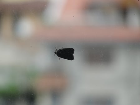 Black and small Butterfly - nature, butterfly, black, animals