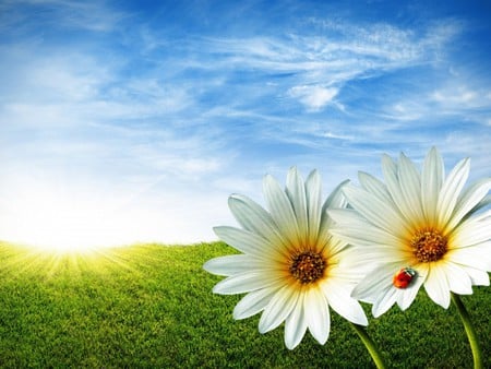 Flowers - insect, green, sky, flower