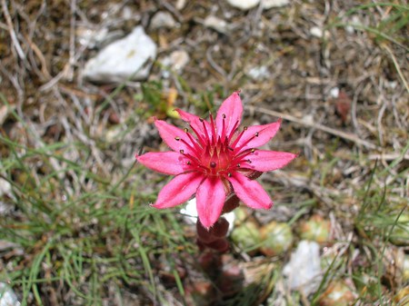 Sempervivum - alpini, fiori, crassulaceae, piante