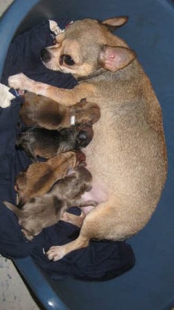 Dog Chihuahua - chihuahua puppies, dog puppies, just born puppies