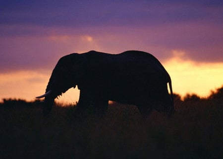 Elefant in the sunset - elefant, shadow, shine, sun