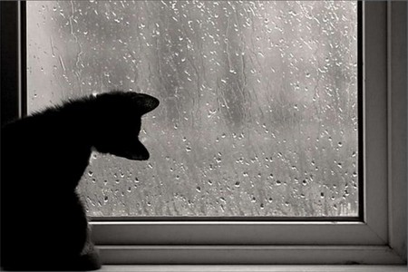 Black Kitt - looking, rain, drops, lovely, cat