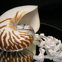 nautilus