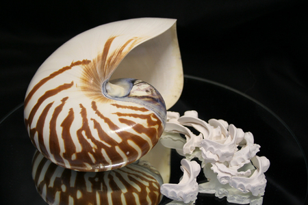 nautilus - nautilus, shell, reflection, mirror