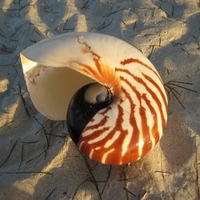 nautilus sunset