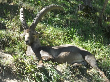 Stambecco - animali, ibex, stambecco, selvatici, animals