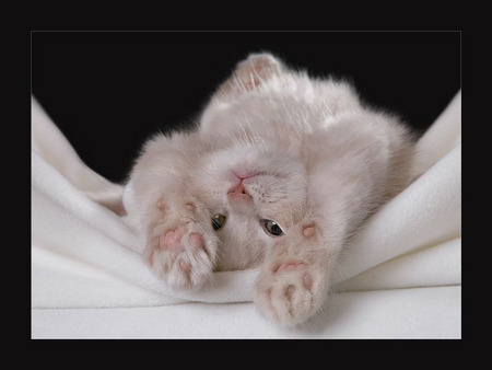 Happy - sweet, look, kitten, stretching