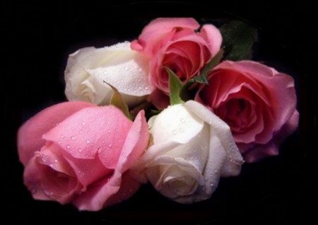 Roses for you - pretty, rose, white, pink