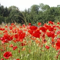 Poppy Meadow