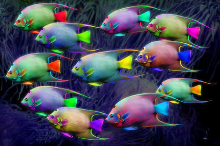 neon fishies - colorful, fish, bright, neon