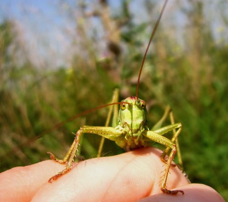 Hi! - nature, zavaidoc, macin, animals