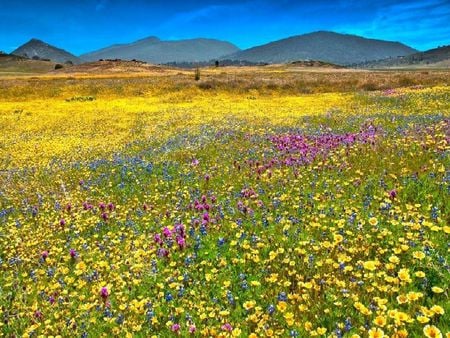 colorful - nature, colorful, field, flower