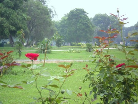 Rose - nature, flowers, rose