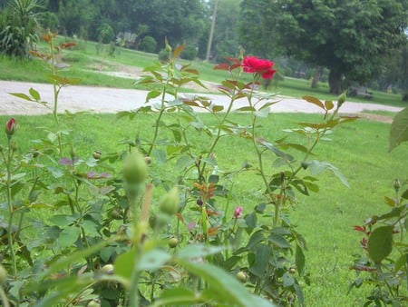 Roses - roses, flowers, nature