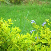 Mini flowers