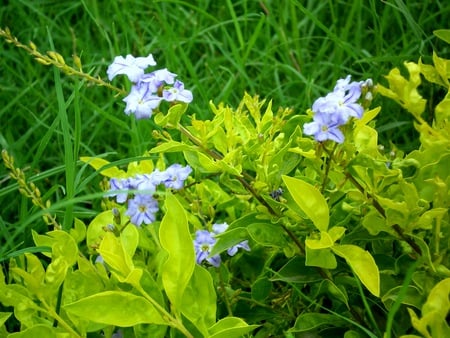 Mini flowers - flowers, mini flowers, nature, mauve