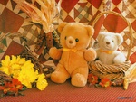 Teddy 08