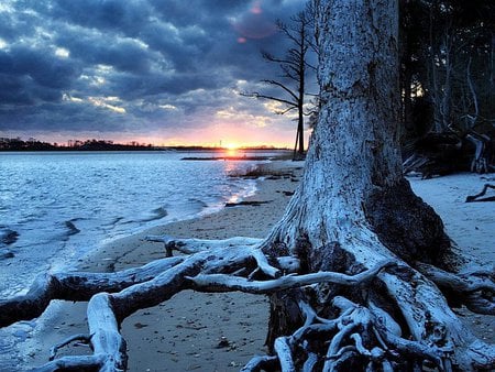 Dead sunset - clouds, sunset, sand, tree