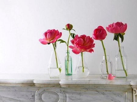 Peonies from bud to bloom  - row, shelf, five, pink, vases, peonies