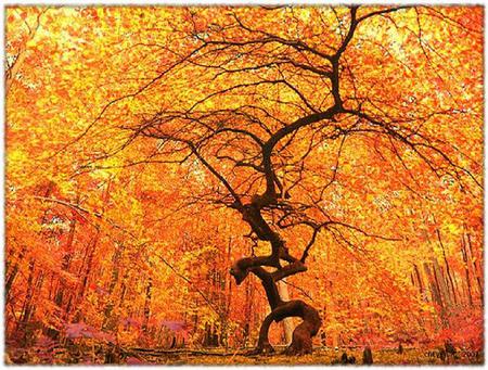 Autumn - the tree - gold, twisted trunk, orange, tree, large, autumn