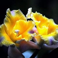 Orchids in yellow