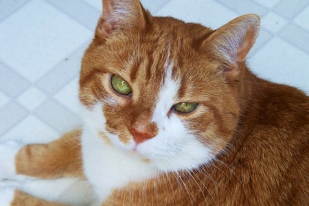 green eyed Jack - white, orange, green eyes, cat