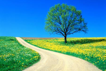 Spring-Road - nature, beatiful, road, spring